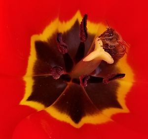 Close-up of red flower