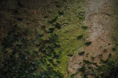 Full frame shot of moss on tree trunk