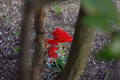 Close-up of red flowering plant