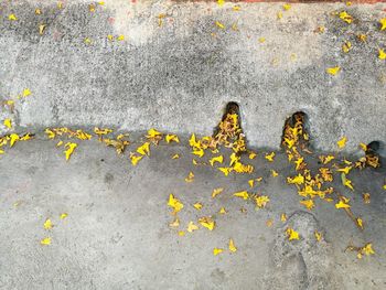 High angle view of yellow flowering plant on road