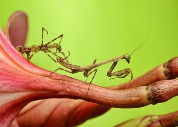 Close-up of insect on leaf