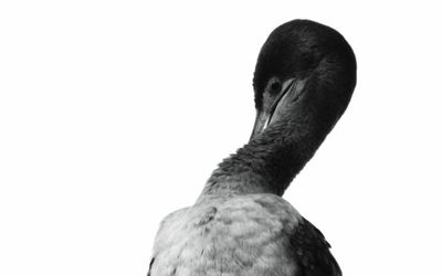 Close-up of a bird against white background
