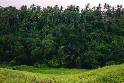 Scenic view of trees on field