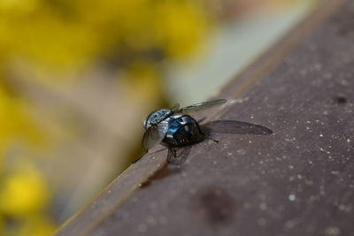 Close-up of a fly on branch