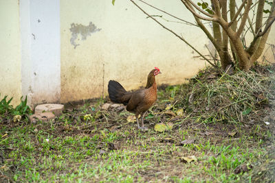 Chiken on a field