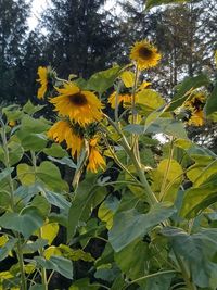 Close-up of yellow flowers blooming in park