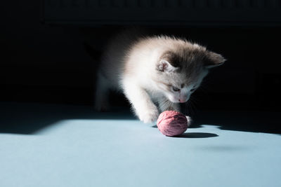 Close-up of a dog eating food