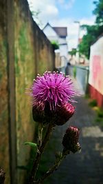 Close-up of purple flower blooming against sky