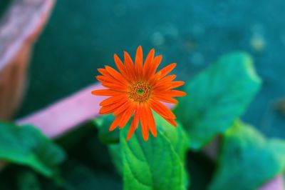 Close-up of yellow flower