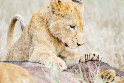 Full length of a cat