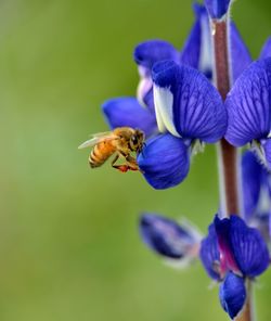 Honey bee collecting from a lupine, israel