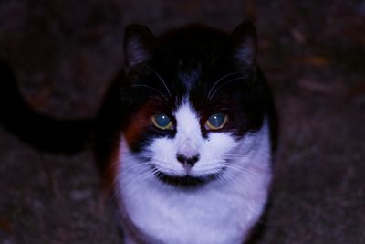 Close-up portrait of cat