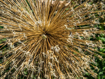 Full frame shot of plants