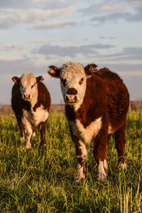 Goats on grassy field