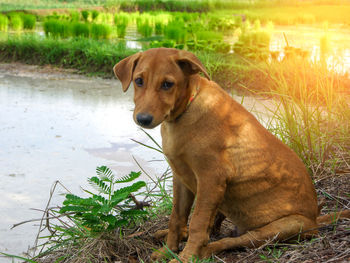 Portrait of dog on field