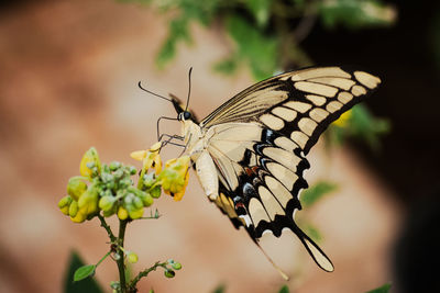 Close-up of butterfly pollinating on flower