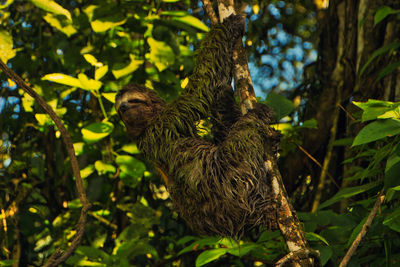 Male sloth on a tree branch in a national park of costa rica