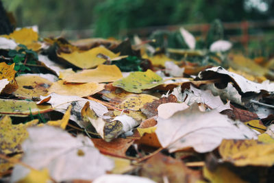 Close-up of leaves on ground