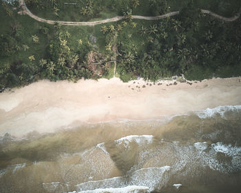 Aerial view of beach with trees