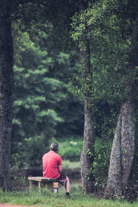 Rear view of man sitting on bench in forest