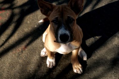 High angle portrait of dog relaxing on shadow