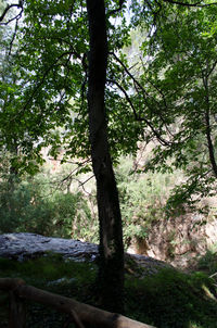 Close-up of tree against sky