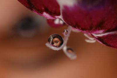 Extreme close-up of water drop with reflection on pollen