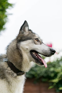 Close-up of dog sticking out tongue against sky