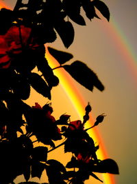 Close-up of silhouette plant against sky at sunset