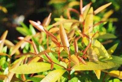 Close-up of flowering plant leaves on field