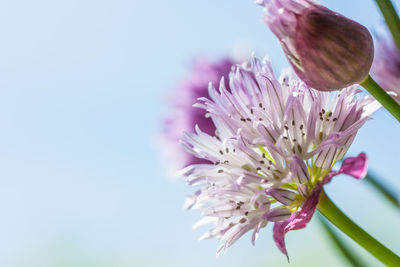 Close-up of insect on pink flower