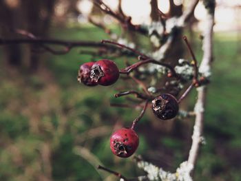 Close-up of red berries growing on tree