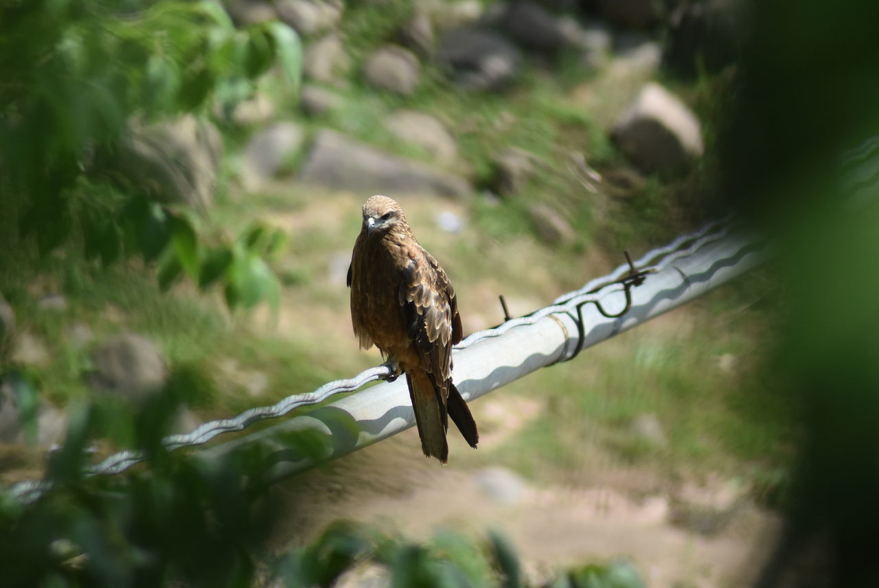 BIRD PERCHING ON A BRANCH