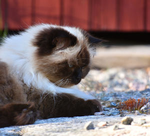 Close-up of a cat