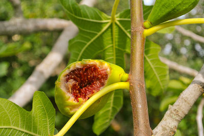 Close-up of leaves on tree