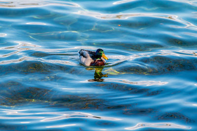 Man swimming in sea