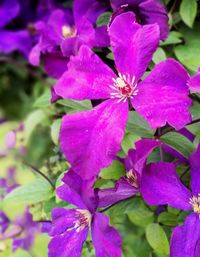 Close-up of pink flowers blooming outdoors