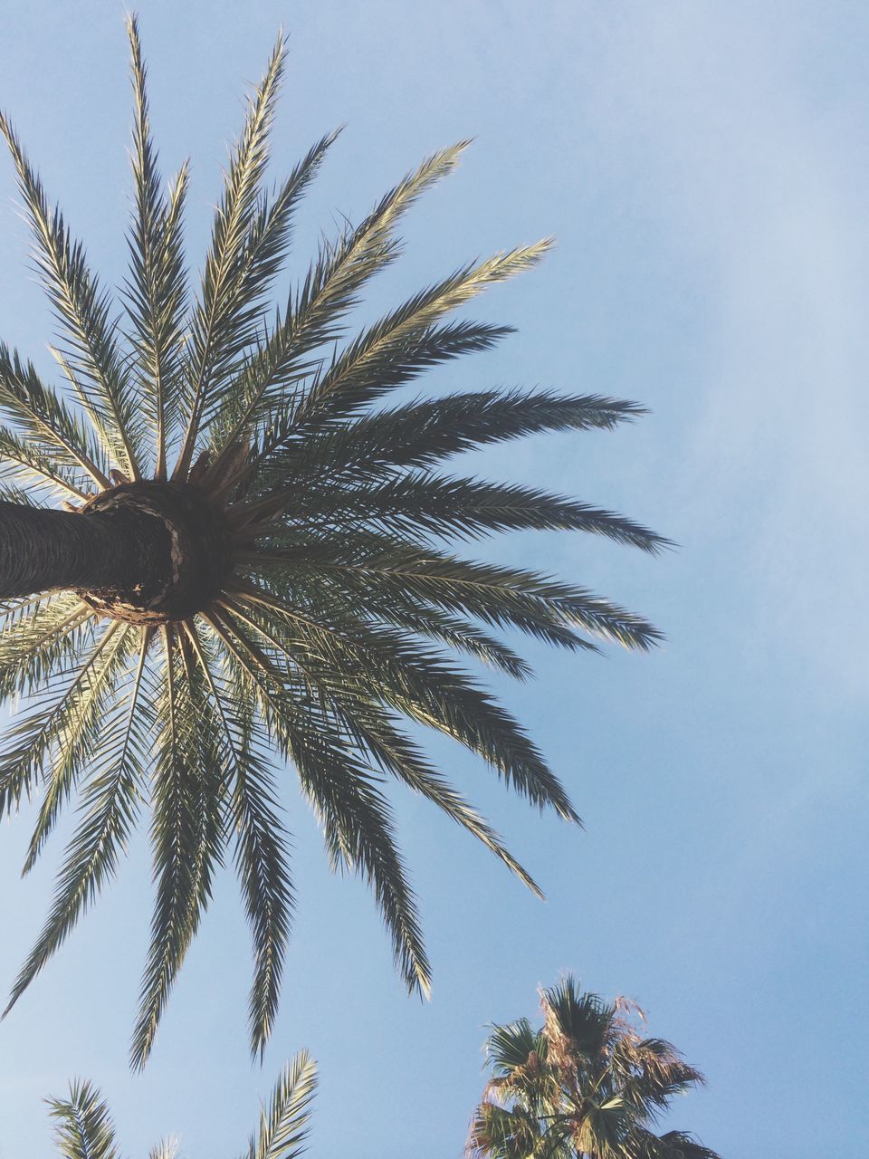 low angle view, tree, growth, sky, palm tree, beauty in nature, nature, tranquility, branch, clear sky, scenics, outdoors, day, no people, treetop, high section, blue, tranquil scene, leaf, cloud - sky