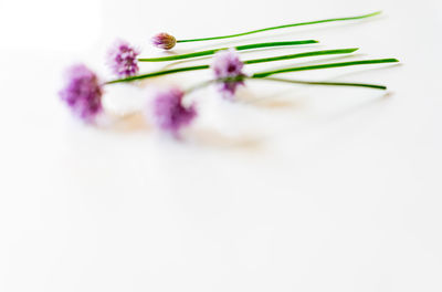 Close-up of flowers over white background