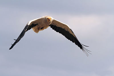 Low angle view of eagle flying in sky