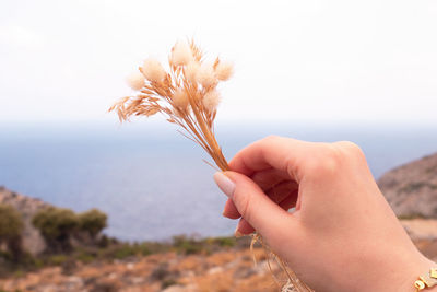 Cropped hand holding plant against sky