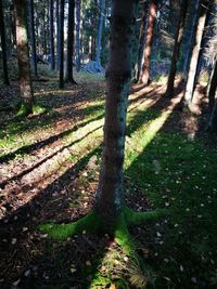 Trees in forest