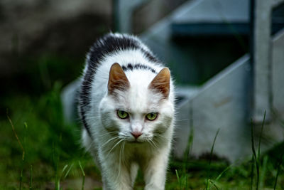 Portrait of a cat on field