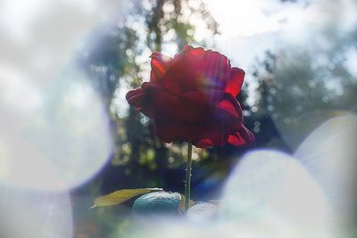 Close-up of red flowers against sky