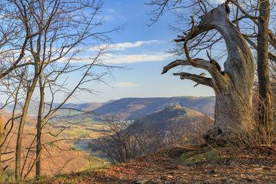 View of trees on landscape against the sky