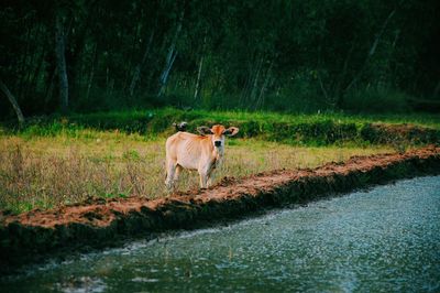 Horse on landscape