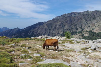 Horse standing on landscape against mountain range