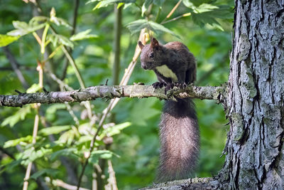 Close-up of squirrel on tree