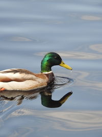 Duck swimming in lake