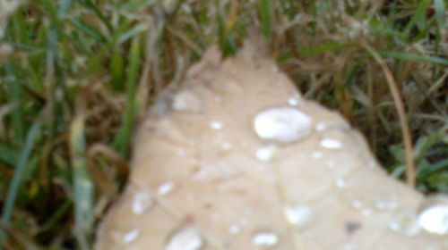 Close up of grass